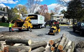 Best Root Management and Removal  in Jurupa Valley, CA