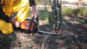 Best Emergency Tree Removal  in Jurupa Valley, CA