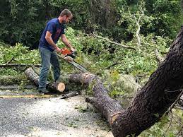 Best Tree Disease Treatment  in Jurupa Valley, CA