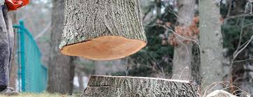 Tree and Shrub Care in Jurupa Valley, CA