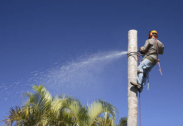 Best Artificial Turf Installation  in Jurupa Valley, CA