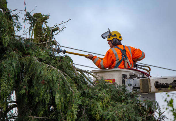 Best Emergency Tree Removal  in Jurupa Valley, CA