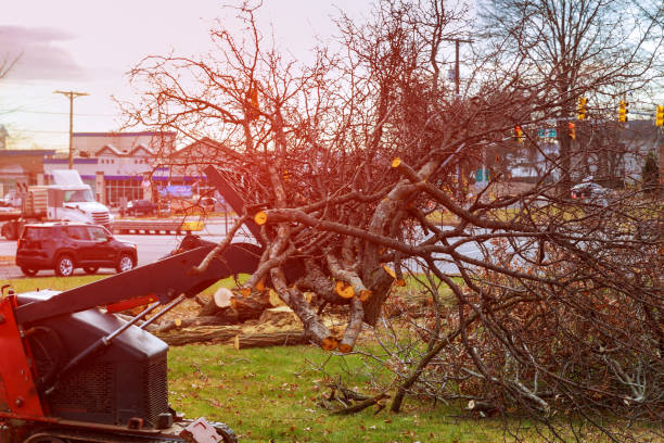 Best Tree Risk Assessment  in Jurupa Valley, CA