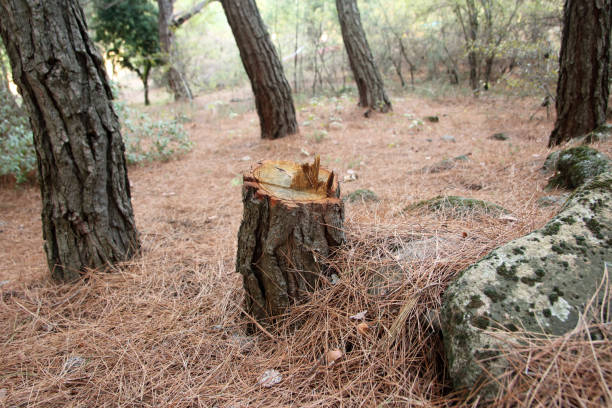 Best Commercial Tree Services  in Jurupa Valley, CA