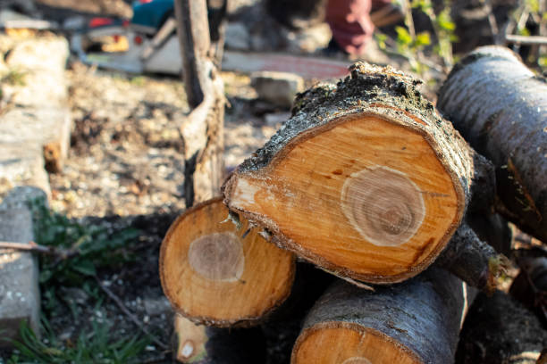 Best Storm Damage Tree Cleanup  in Jurupa Valley, CA