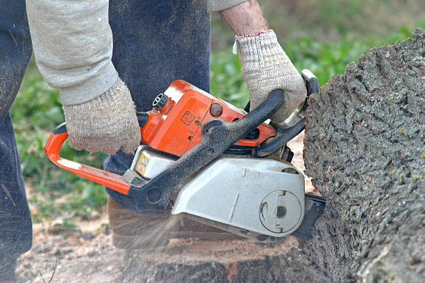 Best Hazardous Tree Removal  in Jurupa Valley, CA