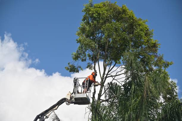 Best Seasonal Cleanup (Spring/Fall)  in Jurupa Valley, CA