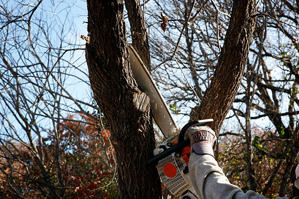 How Our Tree Care Process Works  in  Jurupa Valley, CA