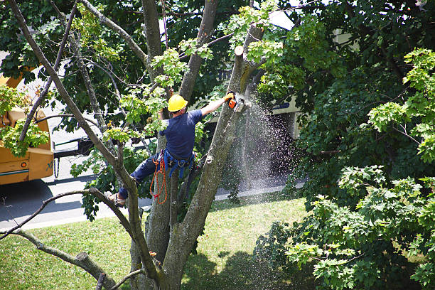  Jurupa Valley, CA Tree Care Pros
