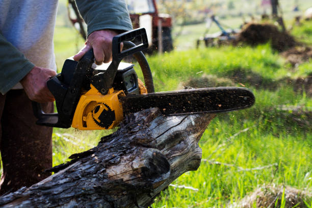 Best Arborist Consultation Services  in Jurupa Valley, CA